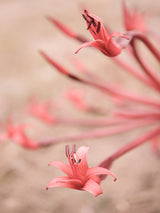 Fire Lilly No2 Poster och Canvastavla