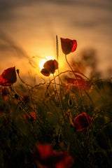 Early Summer Poster och Canvastavla