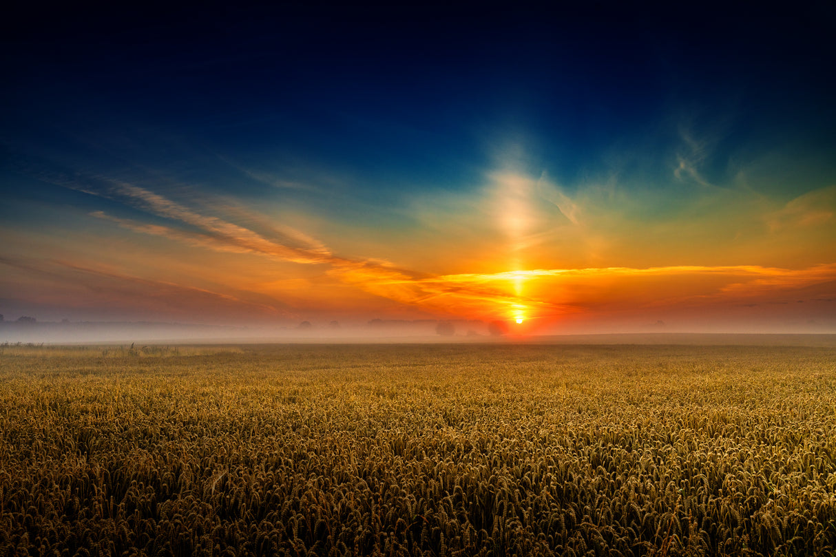 MorningLight Poster och Canvastavla