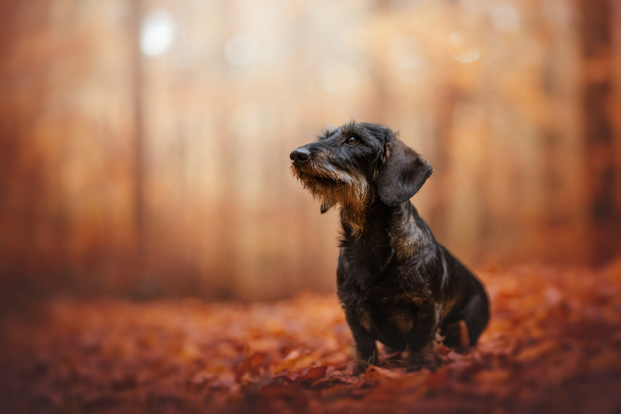 Autumn vibes Poster och Canvastavla