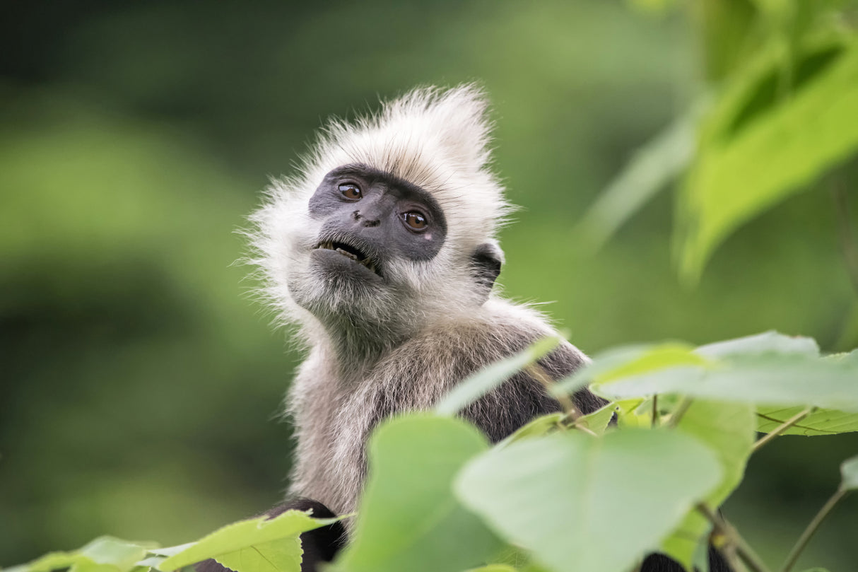 White-headed langur Poster och Canvastavla