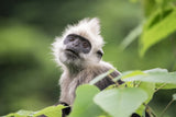 White-headed langur Poster och Canvastavla