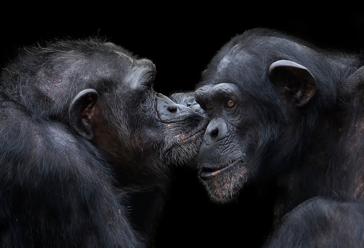 a kiss Poster och Canvastavla