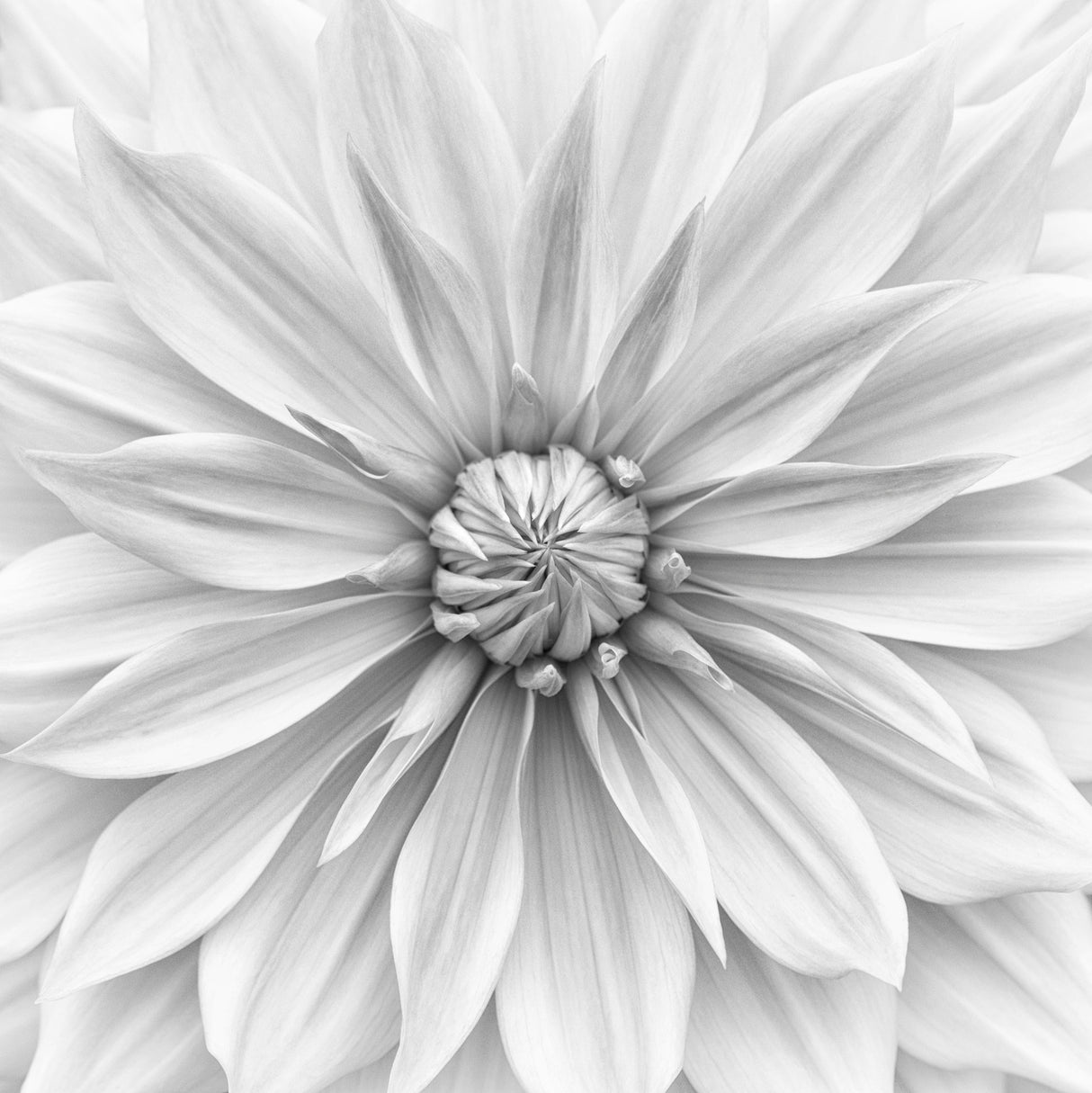 Hamari gold in monochrome Poster och Canvastavla