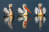Dalmatian pelicans portrait Poster och Canvastavla