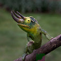 Three horn chameleon Poster och Canvastavla