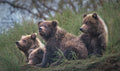 Four Bear cubs waiting Poster och Canvastavla