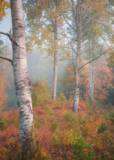 Birchtrees in morning fog Poster och Canvastavla