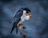 Oh, My hand!  You will not fail me - Male Peregrine Falcon Poster och Canvastavla