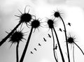 Silhouette of Common Teasel plant Poster och Canvastavla