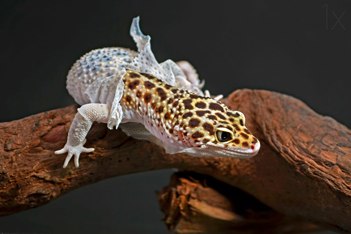 Shedding Poster och Canvastavla
