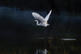 Tranquil Poster och Canvastavla