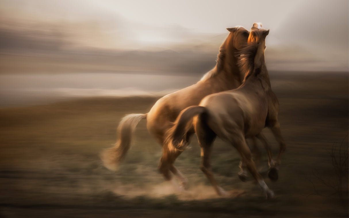 Stallion Rivalry... Poster och Canvastavla