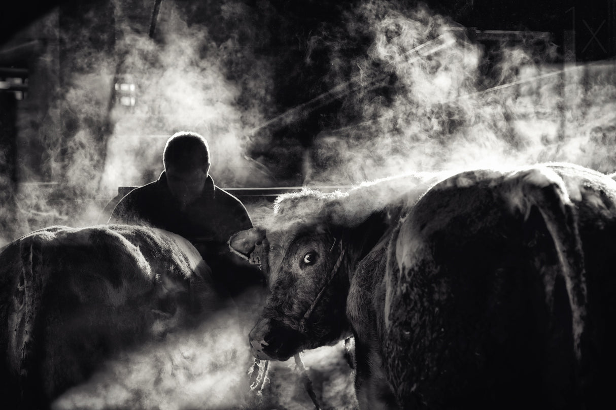 farm life Poster och Canvastavla