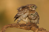 Little owls Poster och Canvastavla