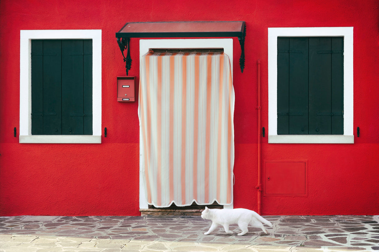 Cat walk Poster och Canvastavla