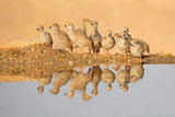 Chukar , Juveniles Poster och Canvastavla