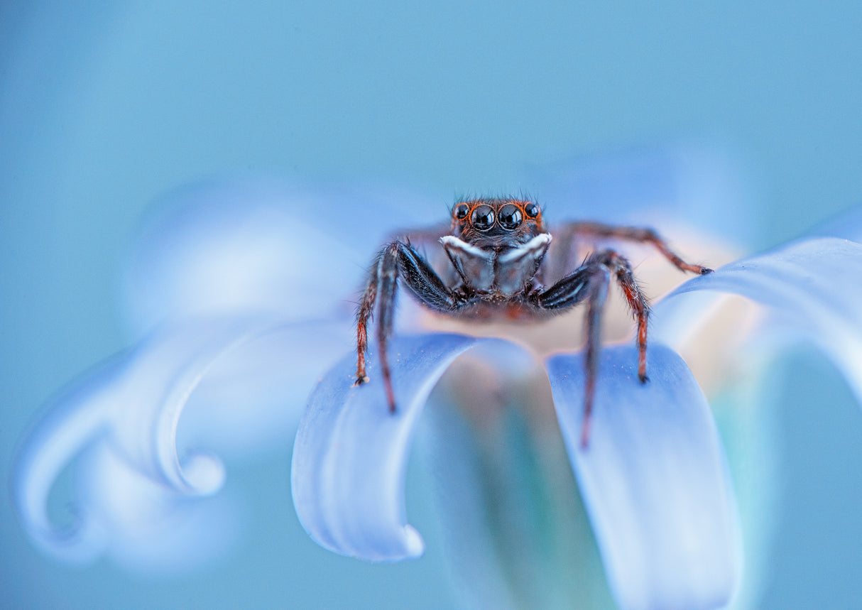 Jumping spider Poster och Canvastavla