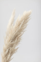 Pampas Grass Grey 07 Poster och Canvastavla