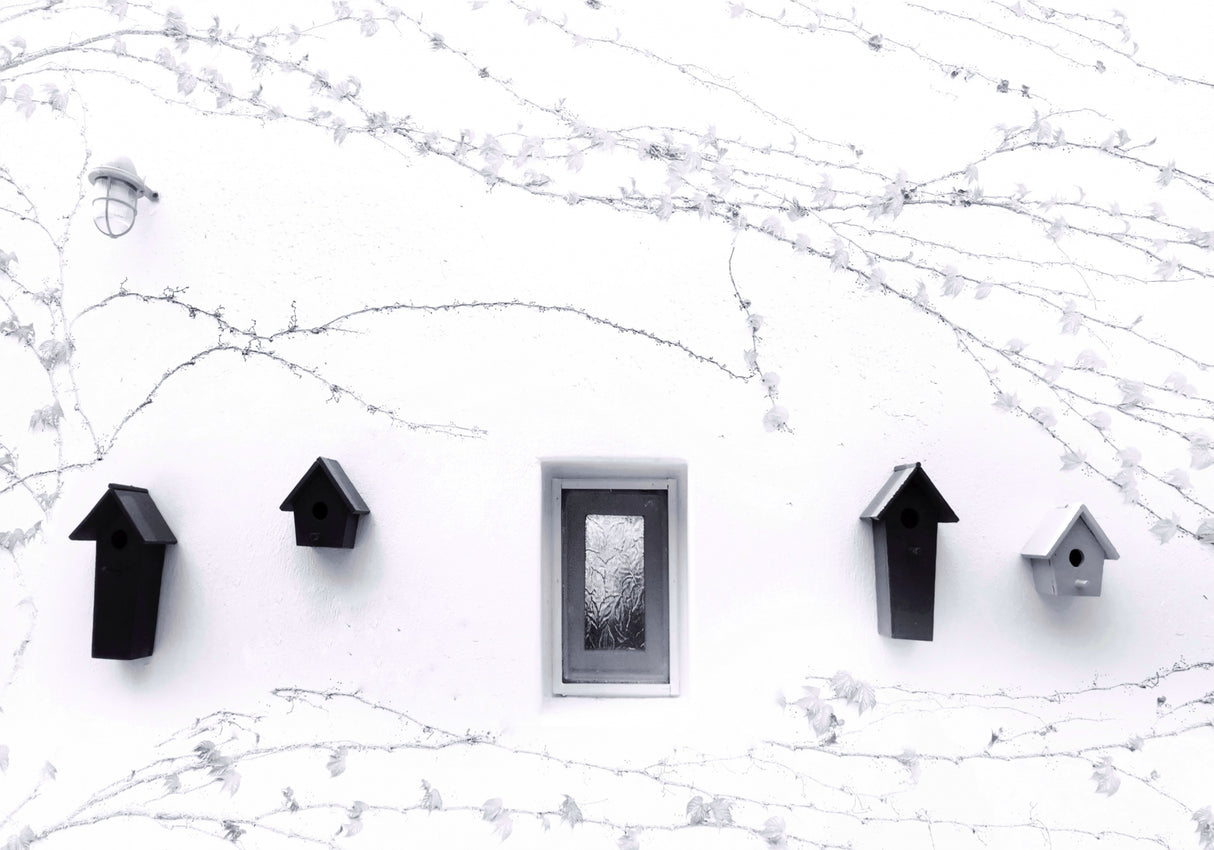 Birdhouse on the Wall Poster och Canvastavla