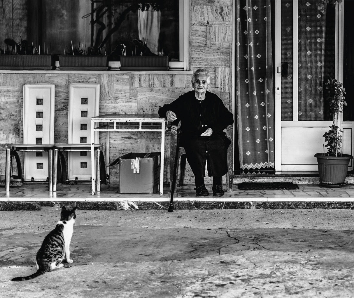 Grandmother and Cat Poster och Canvastavla