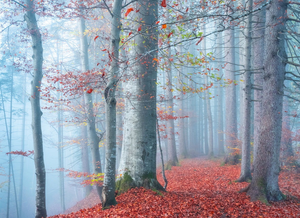 Autumn Mood Poster och Canvastavla