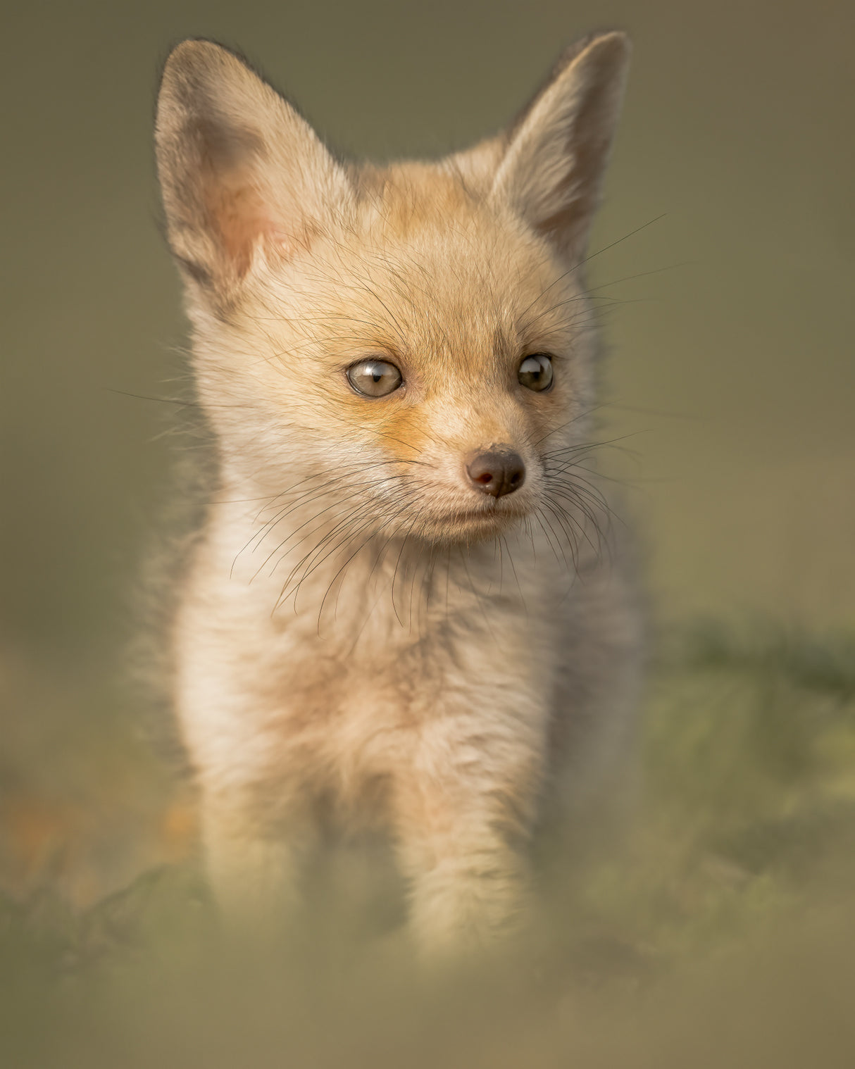Cuteness Poster och Canvastavla