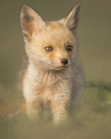 Cuteness Poster och Canvastavla