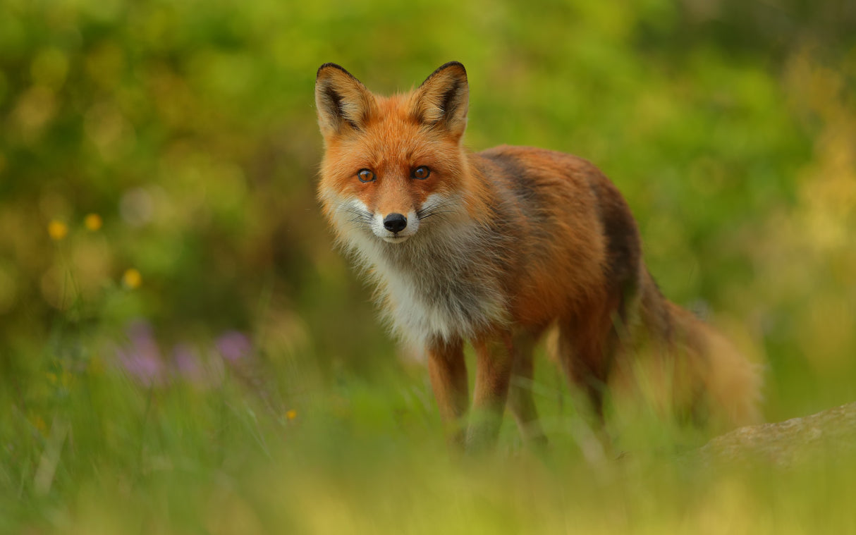Red Fox Lady Poster och Canvastavla