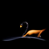 The Swan Poster och Canvastavla