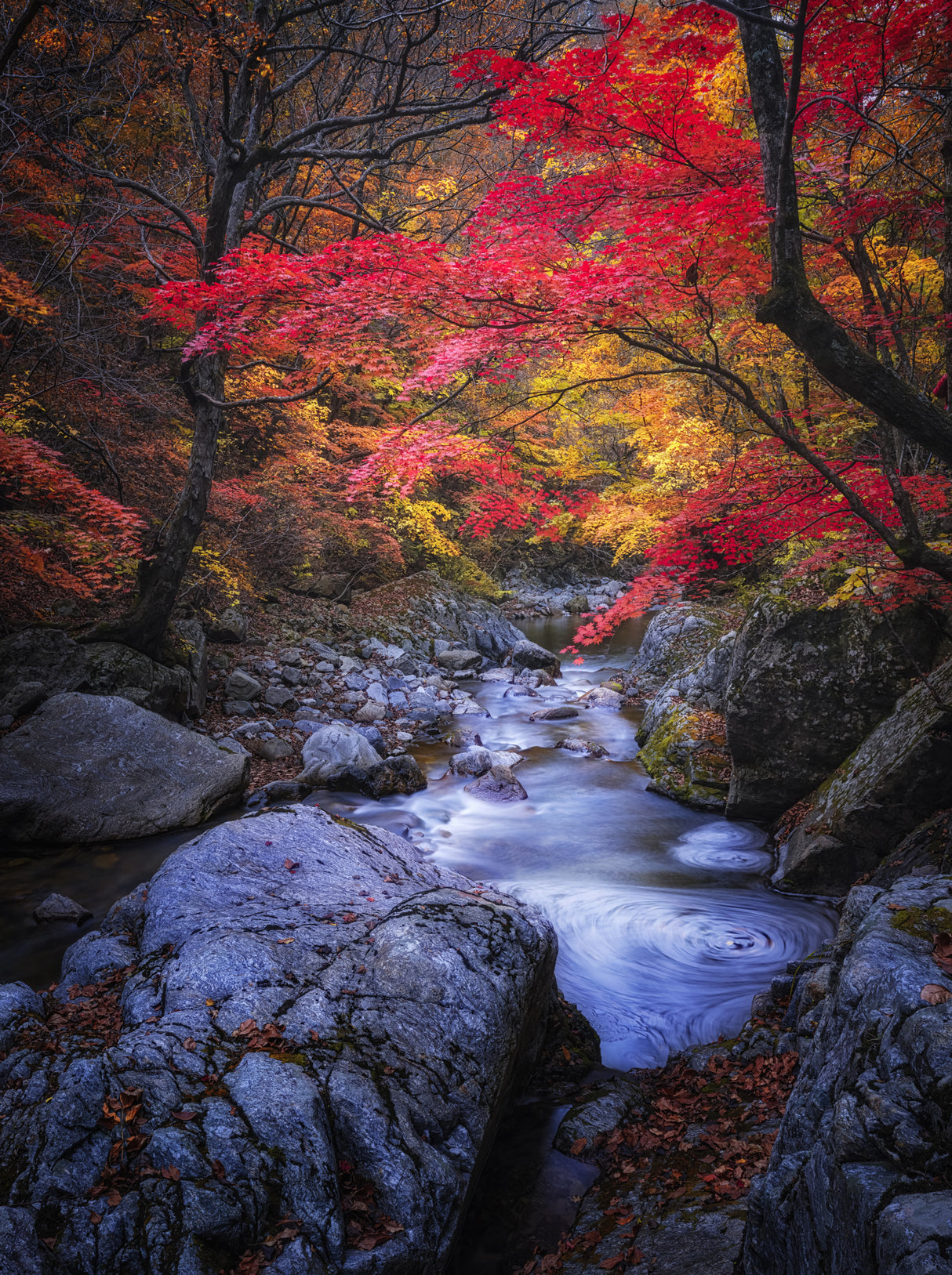 Autumn in the valley Poster och Canvastavla