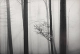 The Golden Bough Poster och Canvastavla