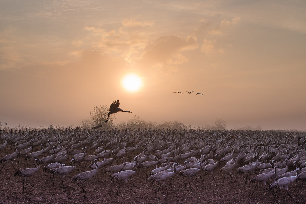 Cranes at Sunrise Poster och Canvastavla