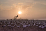Cranes at Sunrise Poster och Canvastavla
