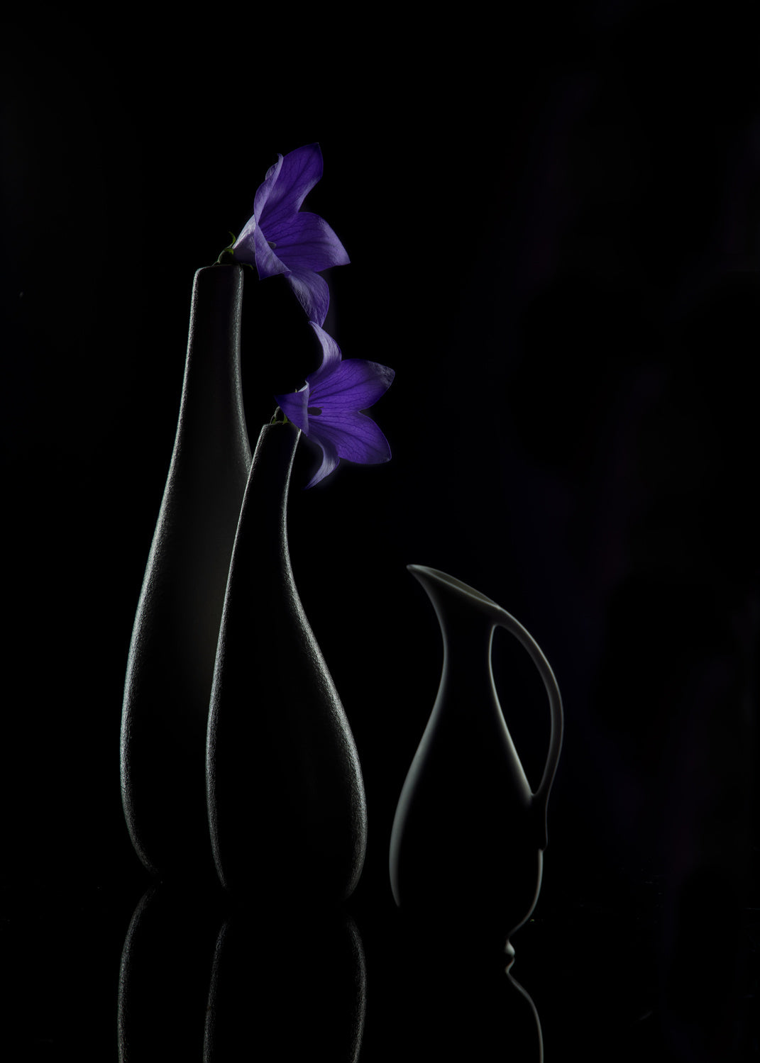 Platycodon Grandiflorus Poster och Canvastavla
