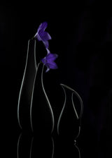 Platycodon Grandiflorus Poster och Canvastavla