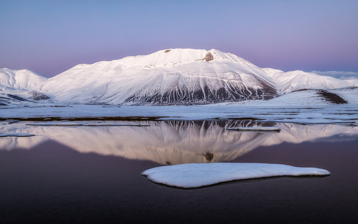 Viola Poster och Canvastavla