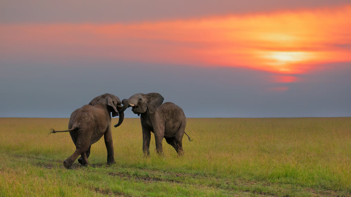 Dancing at The Sunset Poster och Canvastavla