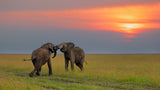 Dancing at The Sunset Poster och Canvastavla