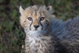 Cheetah beauty Poster och Canvastavla