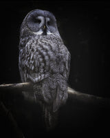 owl Poster och Canvastavla