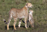 I want to go hunting mom, I am a big cat, I am ready Poster och Canvastavla