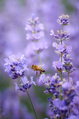 Lavender world... Poster och Canvastavla