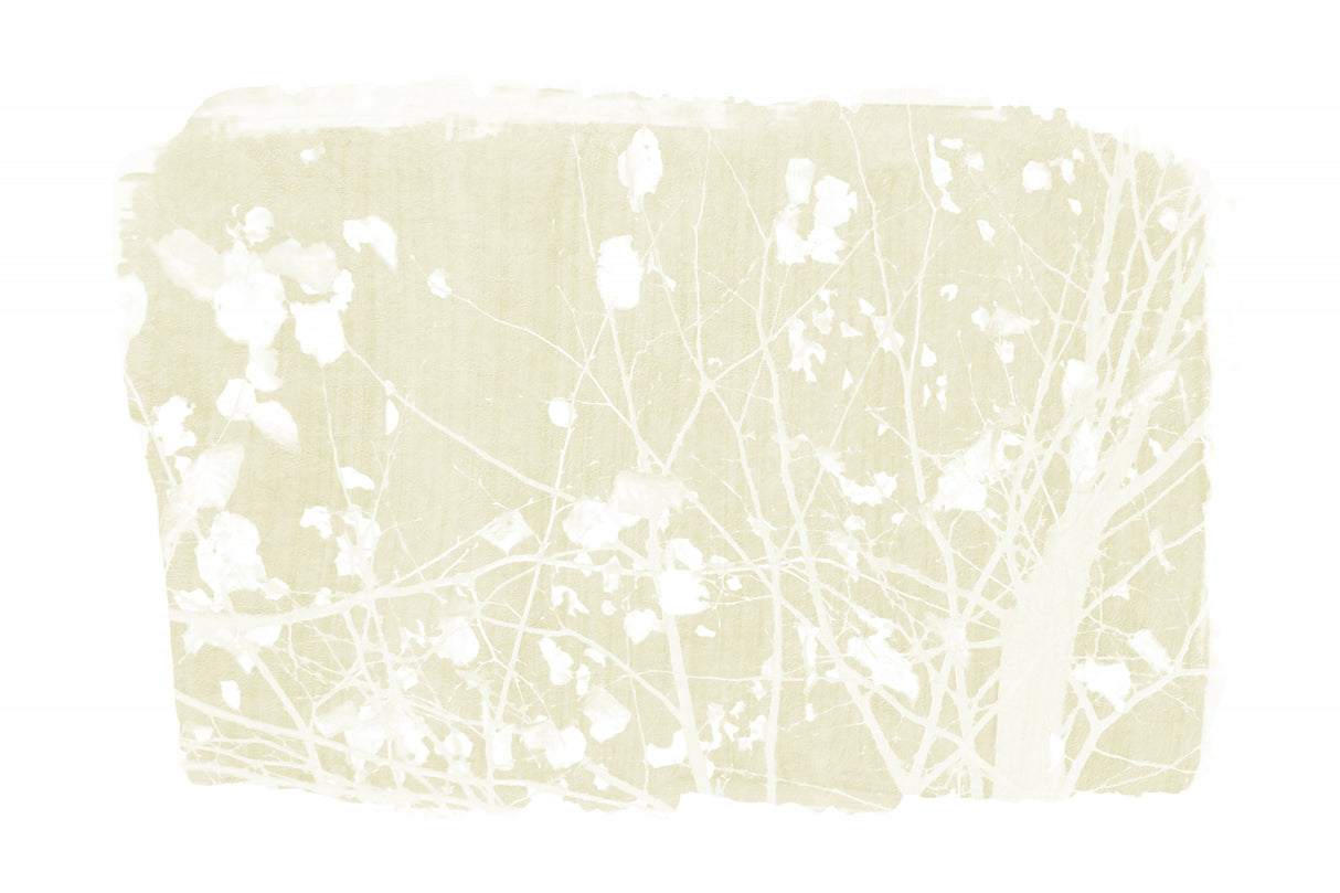 Ivory Tree Foliage Silhouette Poster och Canvastavla