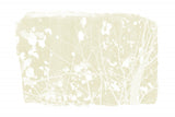 Ivory Tree Foliage Silhouette Poster och Canvastavla