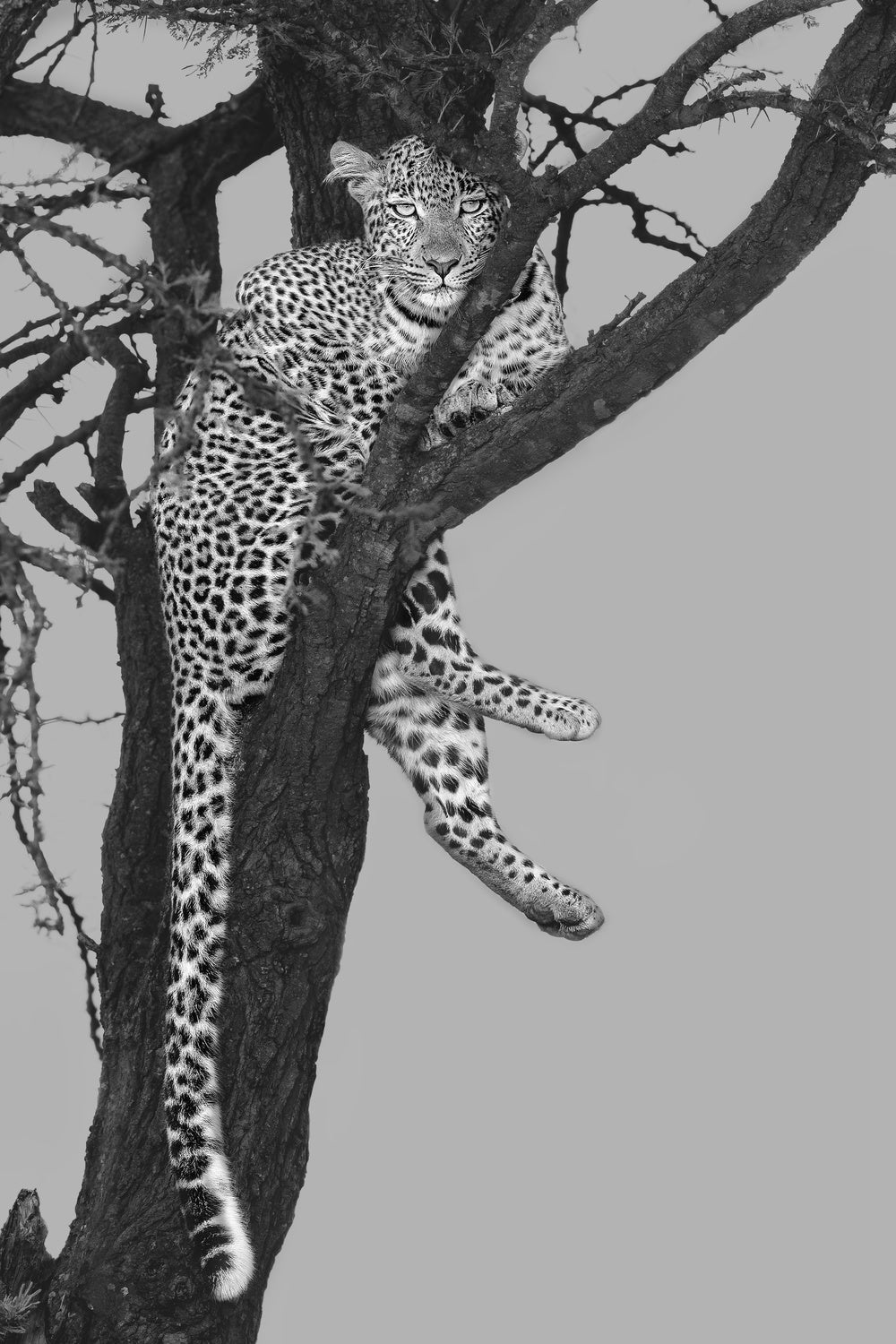 Rest On The Tree Poster och Canvastavla