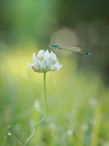 Summer morning Poster och Canvastavla