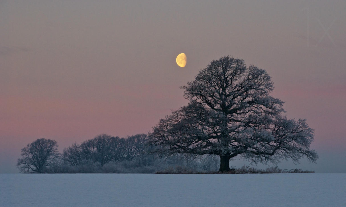 The Oak and The Moon Poster och Canvastavla