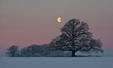 The Oak and The Moon Poster och Canvastavla