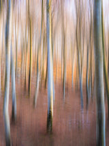 Magic woodland Poster och Canvastavla